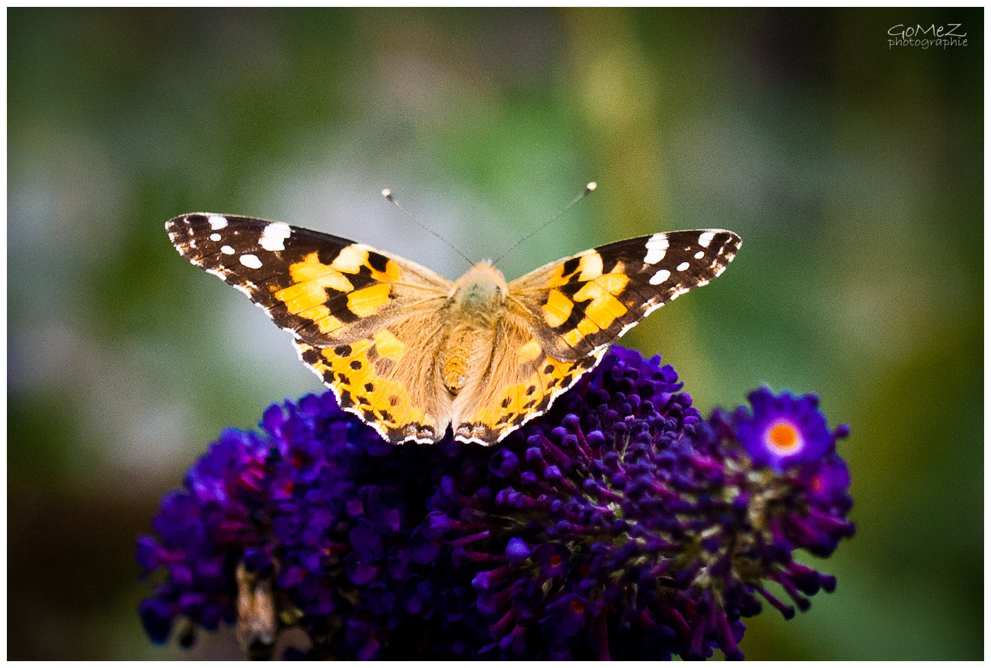 Nikon D200 sample photo. Butterfly, my butterfly... photography