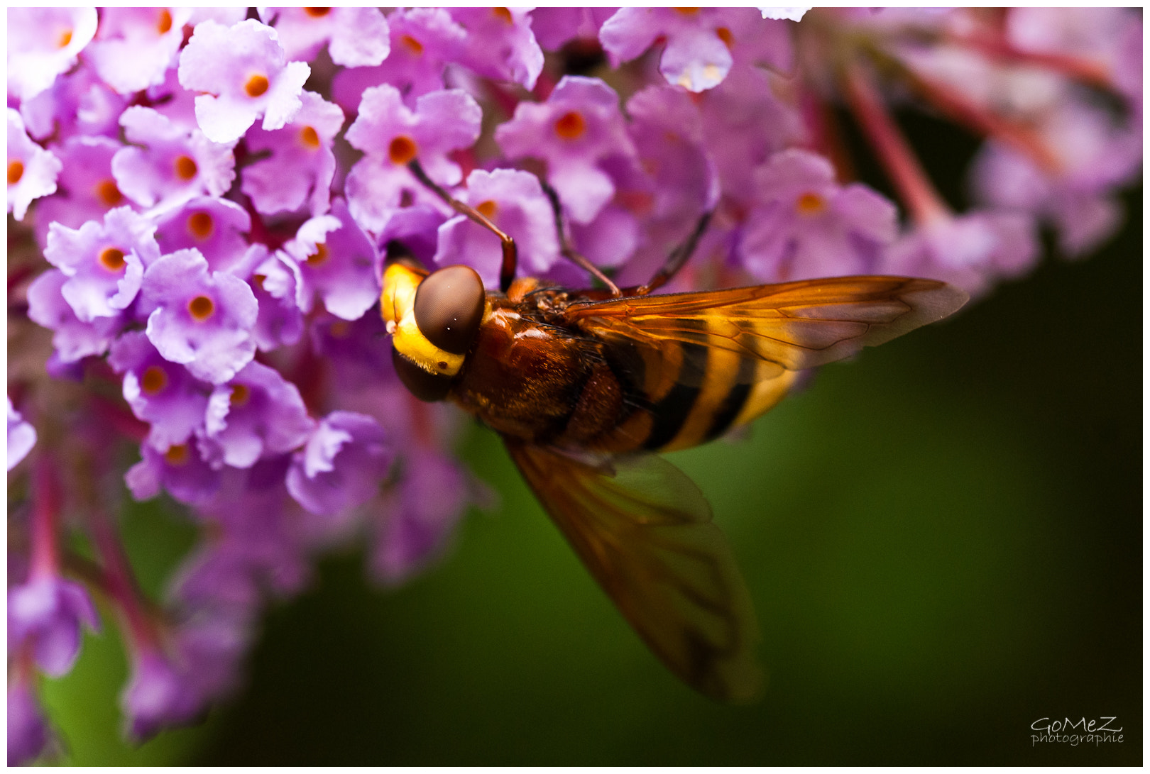 Nikon D200 sample photo. Insect photography