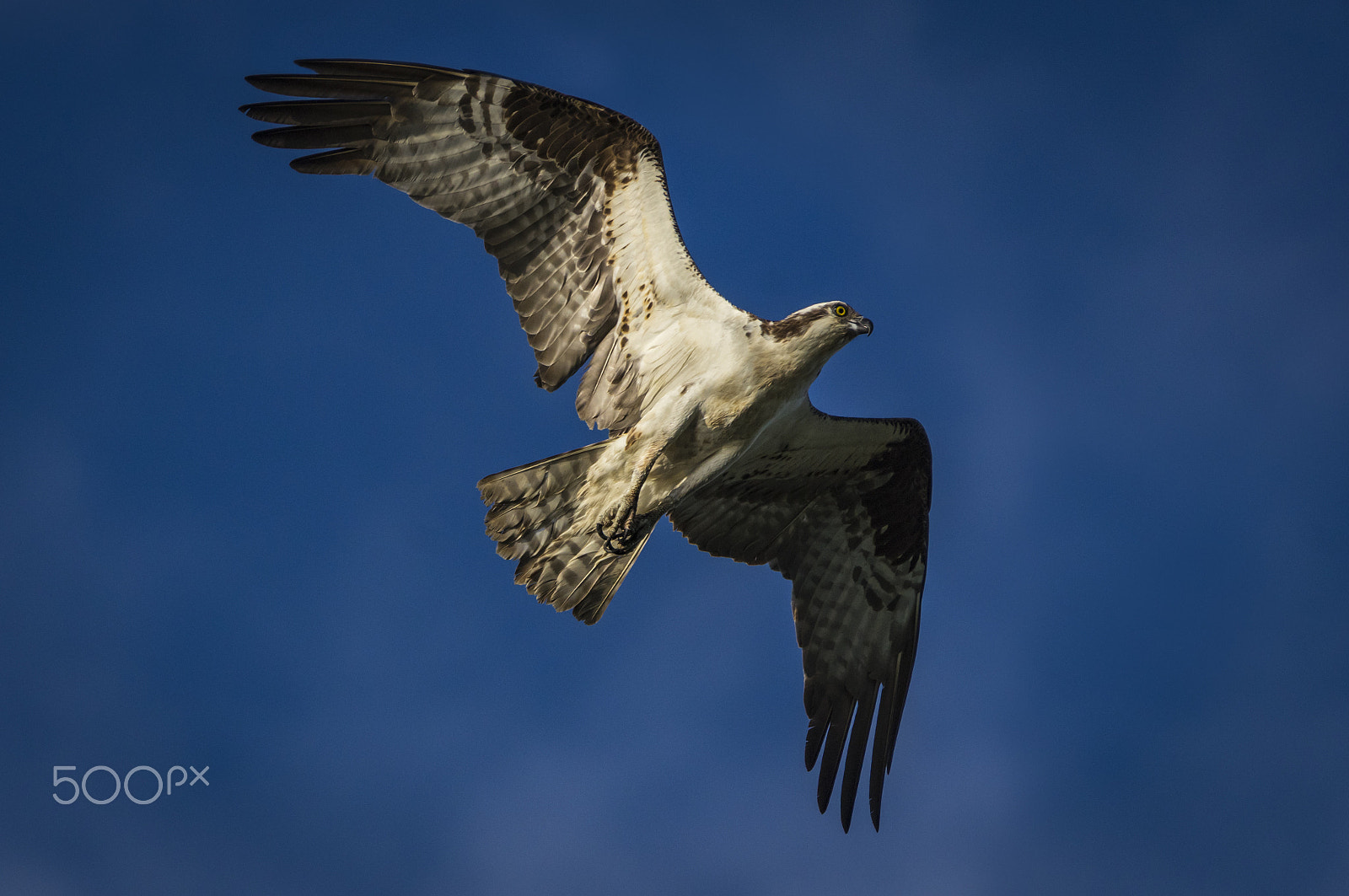 Pentax K-3 sample photo. Osprey hunting photography