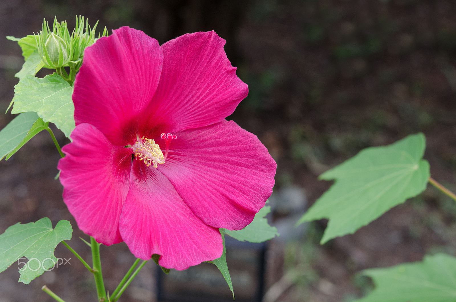 Nikon AF-S Micro-Nikkor 60mm F2.8G ED sample photo. Hibiscos photography