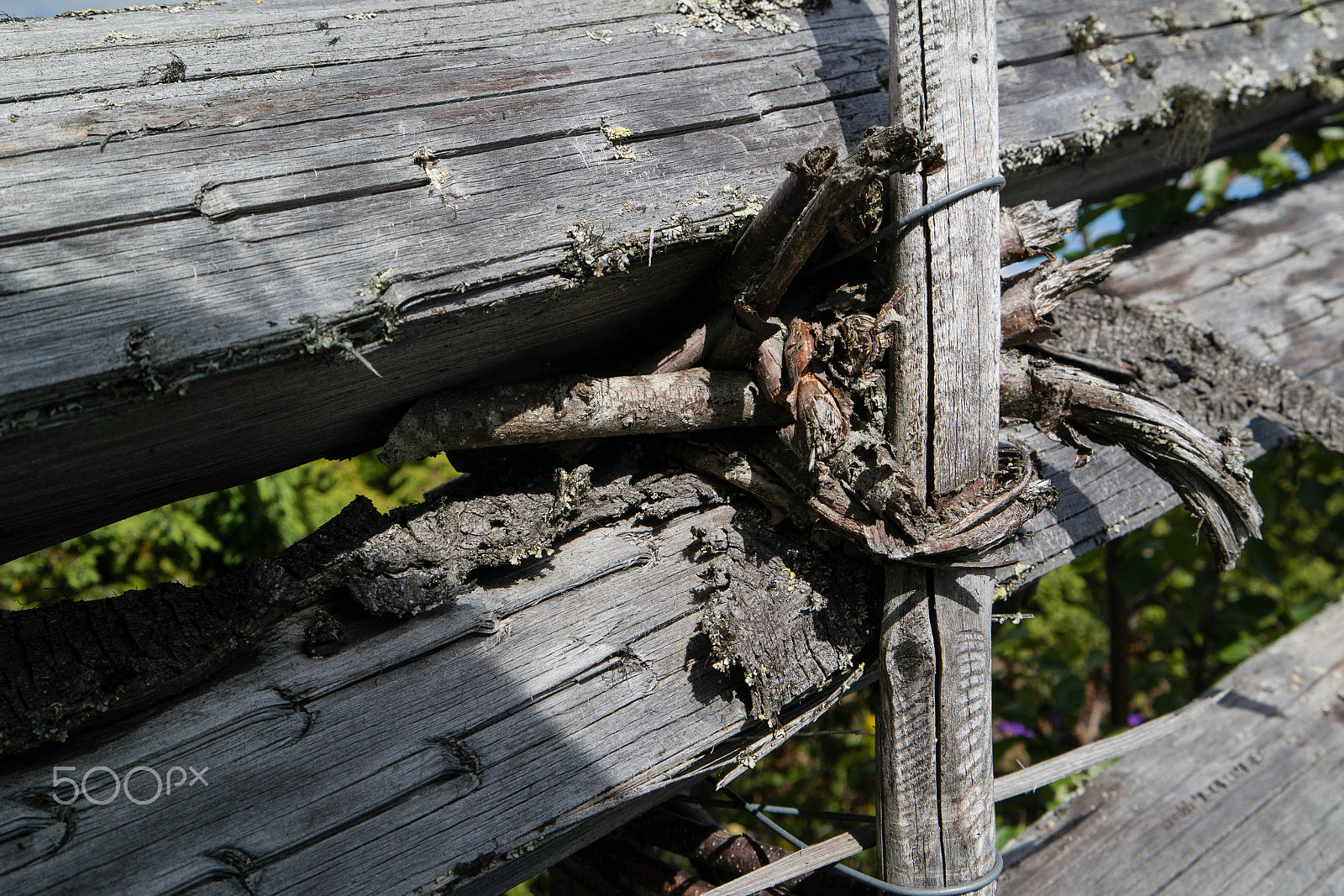 Samsung NX300M sample photo. Norwegerzaun photography