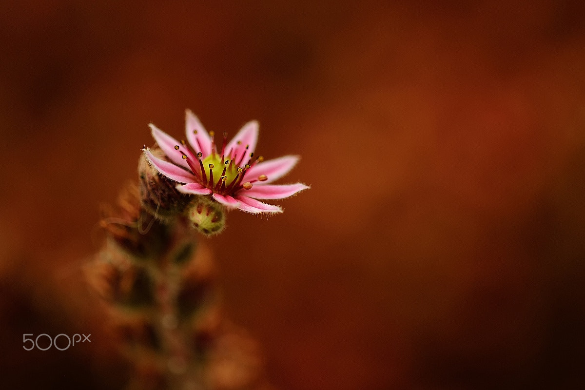 Nikon D4 + Nikon AF Micro-Nikkor 200mm F4D ED-IF sample photo. Skalková photography