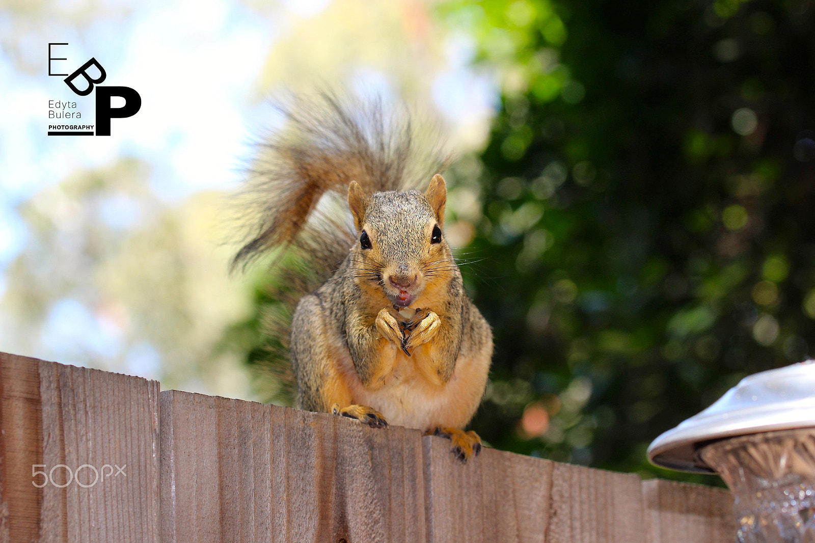 Canon EF 100mm F2.8L Macro IS USM sample photo. Animals by edyta photography