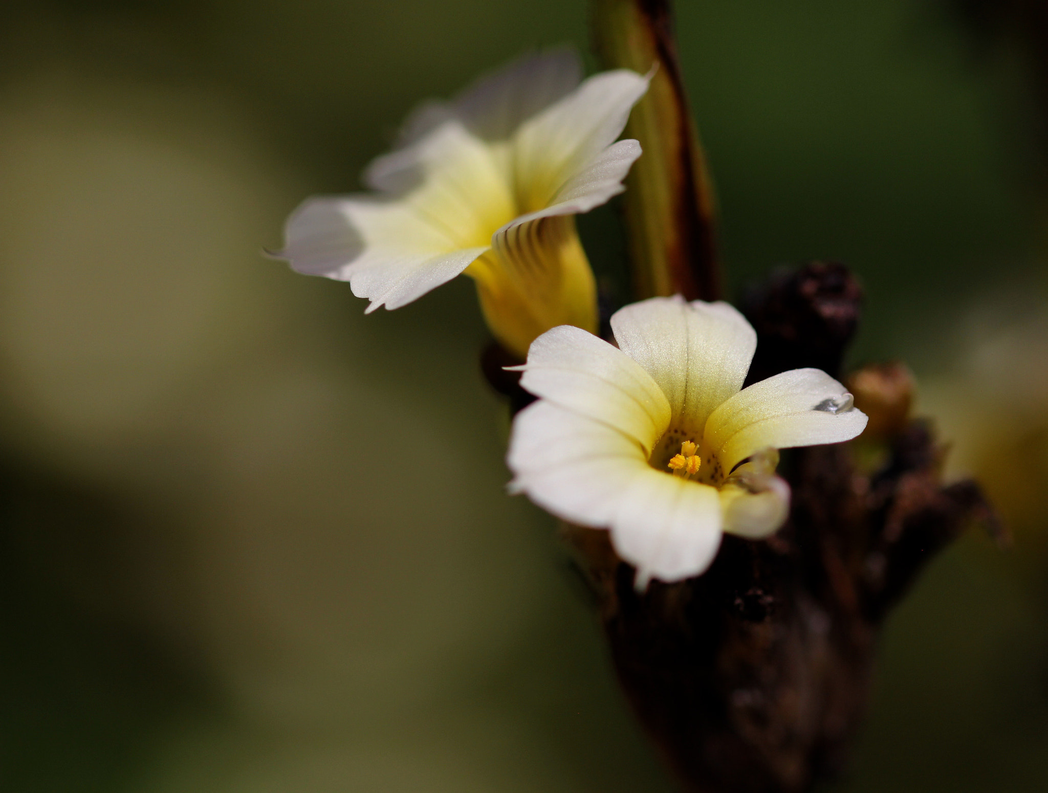 Sigma 105mm F2.8 EX DG OS HSM sample photo. Img_0228.jpg photography