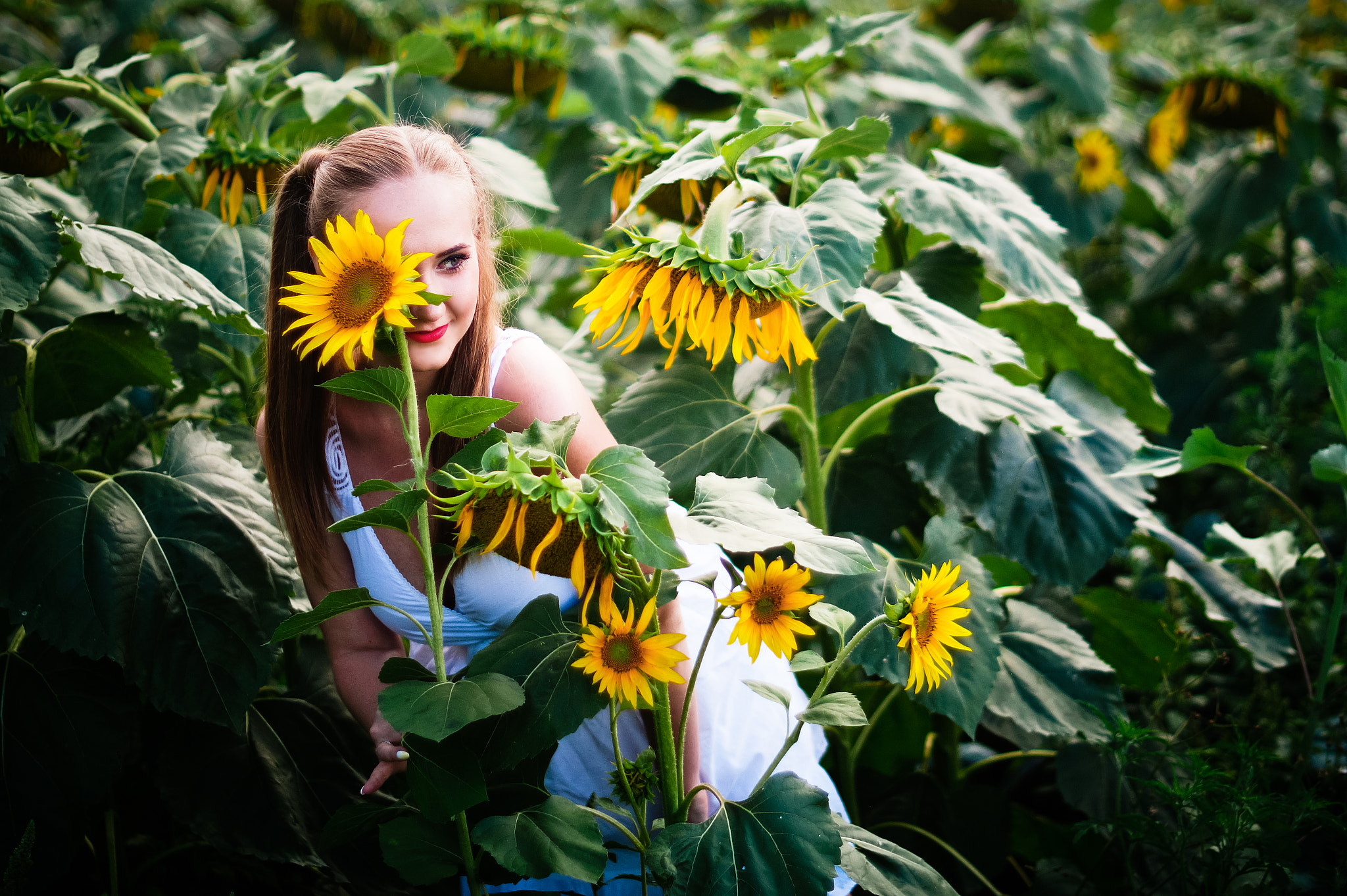 Minolta AF 50mm F1.4 [New] sample photo. Helianthus photography
