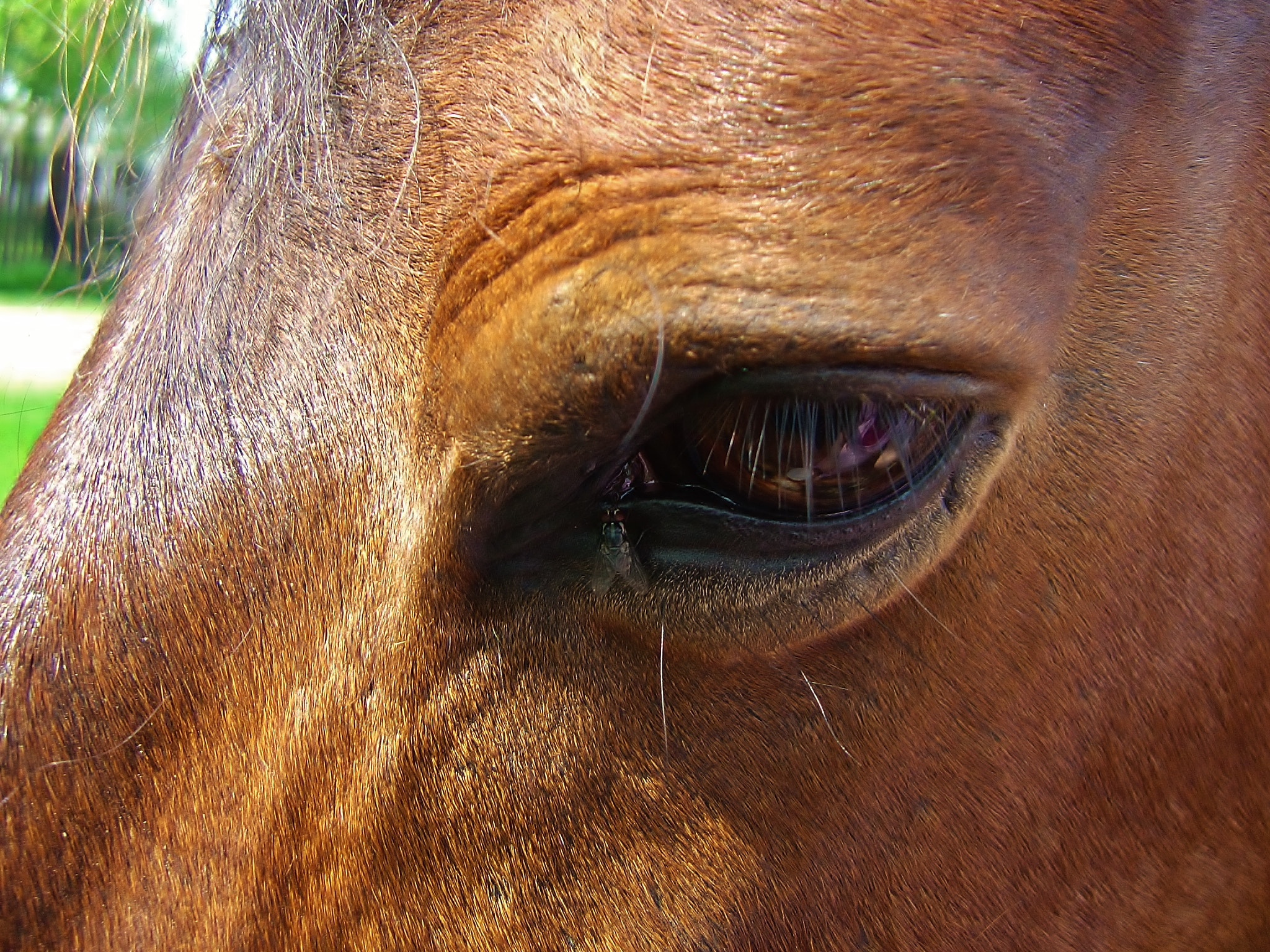 Sony DSC-P12 sample photo. Horse and the flye photography