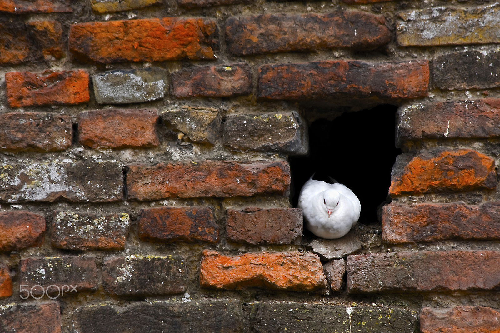 Canon EF 70-300mm F4-5.6 IS USM sample photo. Another brick in the wall photography