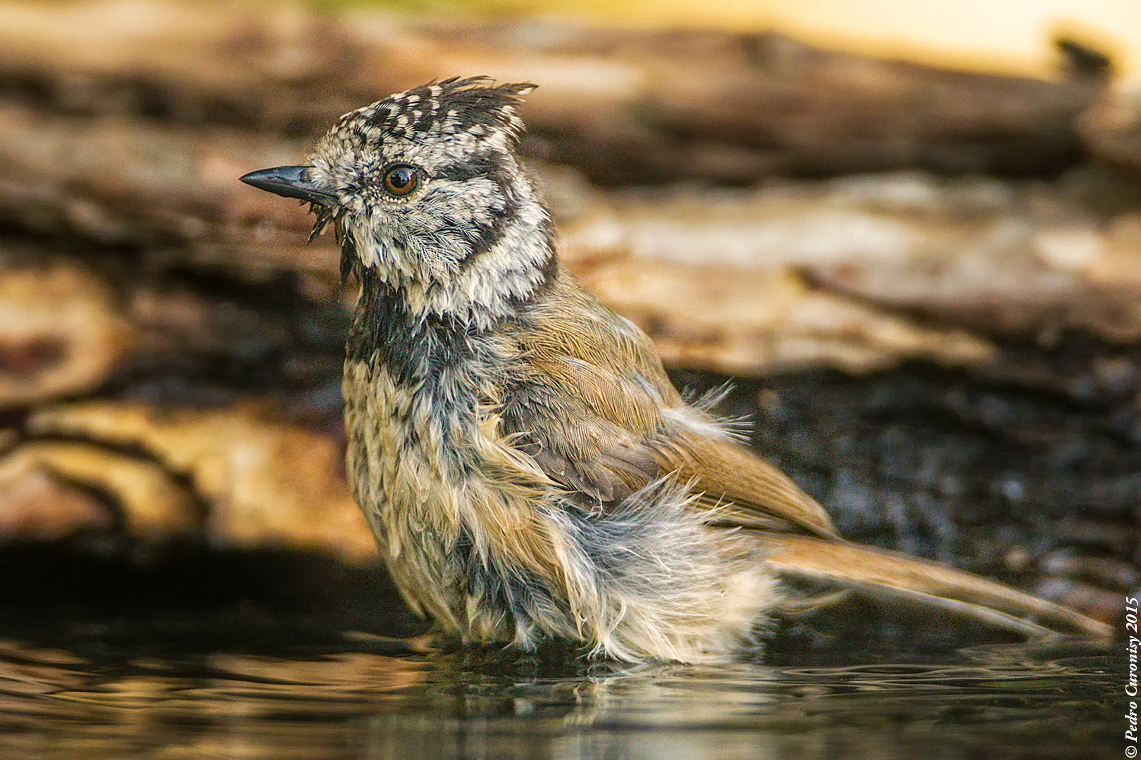 Canon EF 500mm F4L IS USM sample photo. Herrerillo capuchino photography