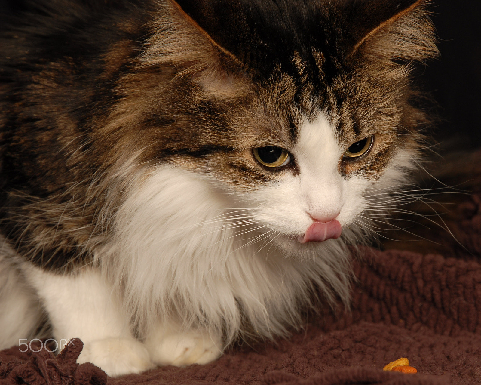 Nikon D200 sample photo. Cat treats photography