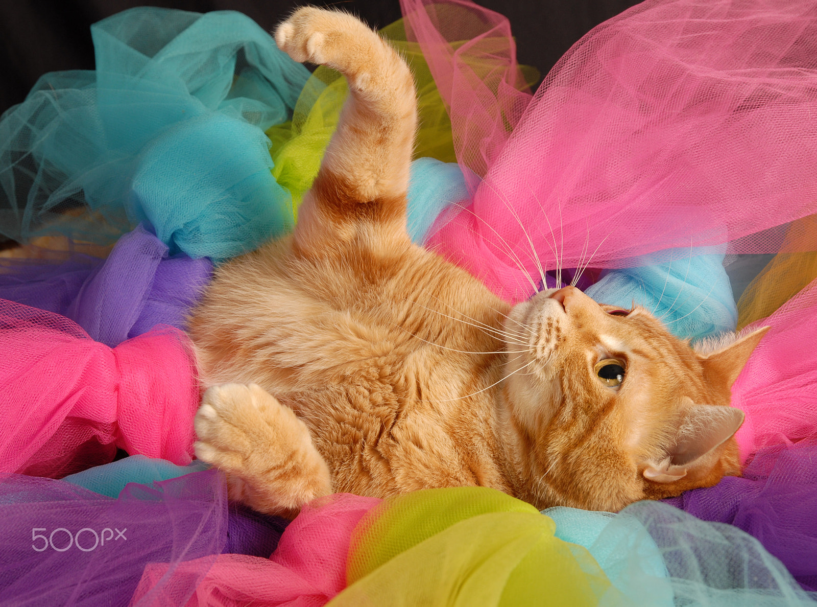 Nikon D200 sample photo. Ginger cat tutu photography