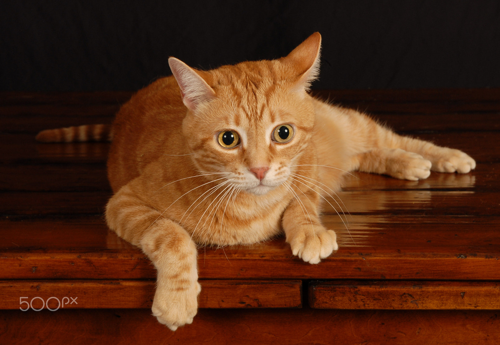 Nikon D200 sample photo. Ginger cat lounging photography