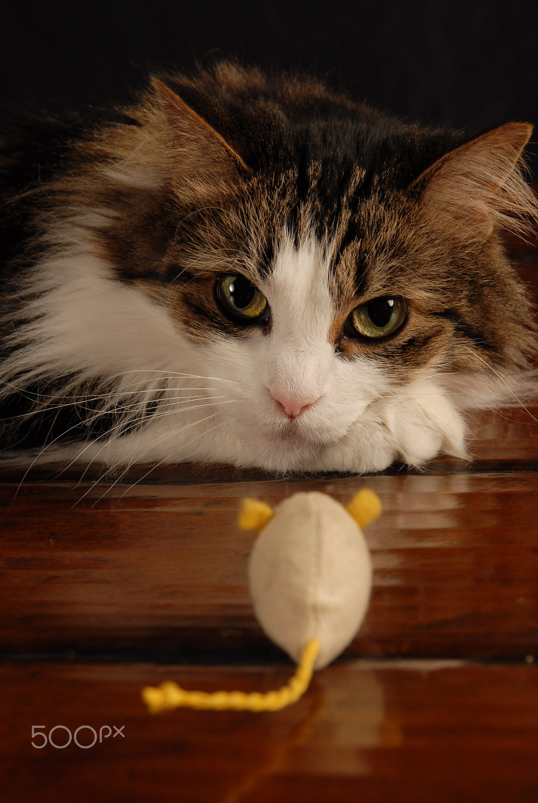 Nikon D200 sample photo. Cat and mouse photography