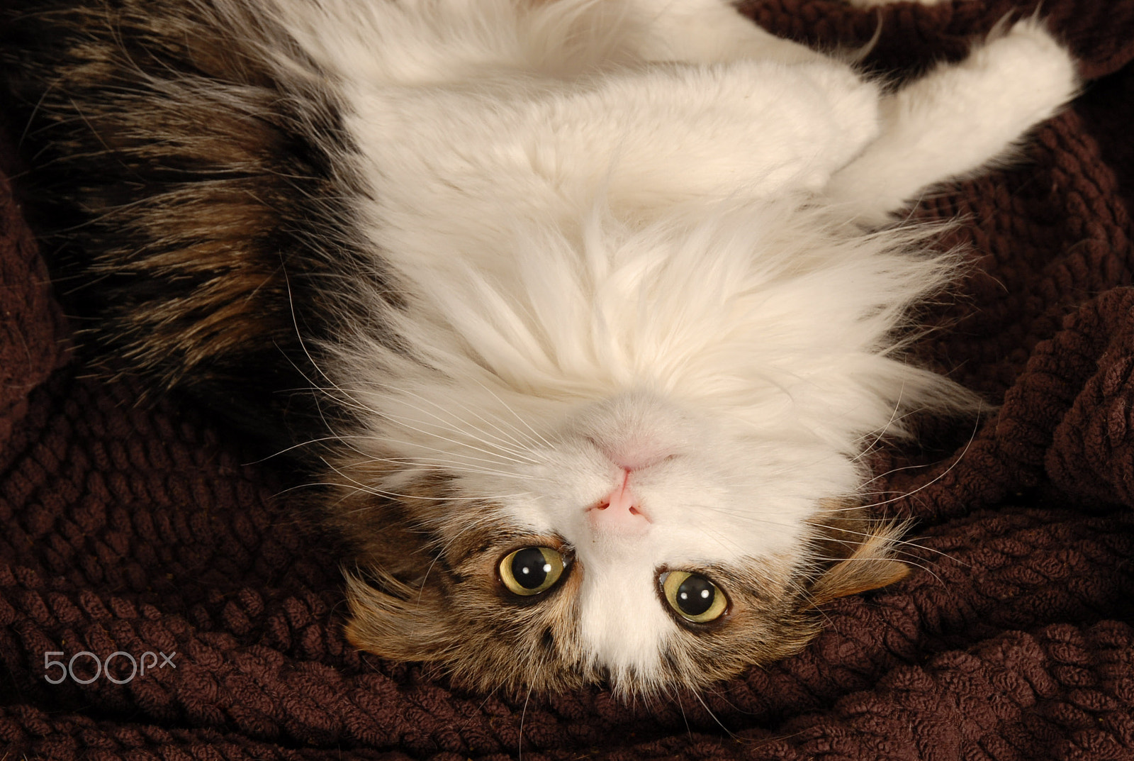 Nikon D200 sample photo. Upside down cat photography