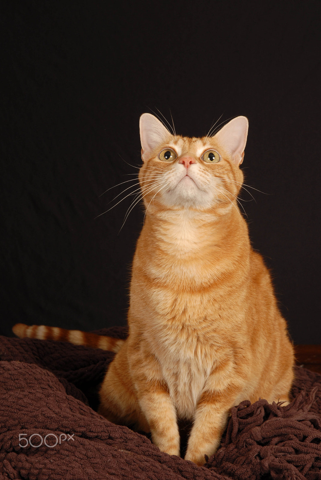 Nikon D200 sample photo. Cat play looking up photography