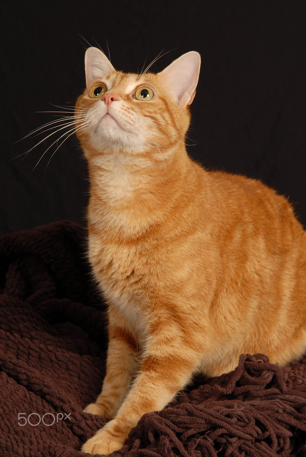 Nikon D200 sample photo. Ginger cat ready to play photography