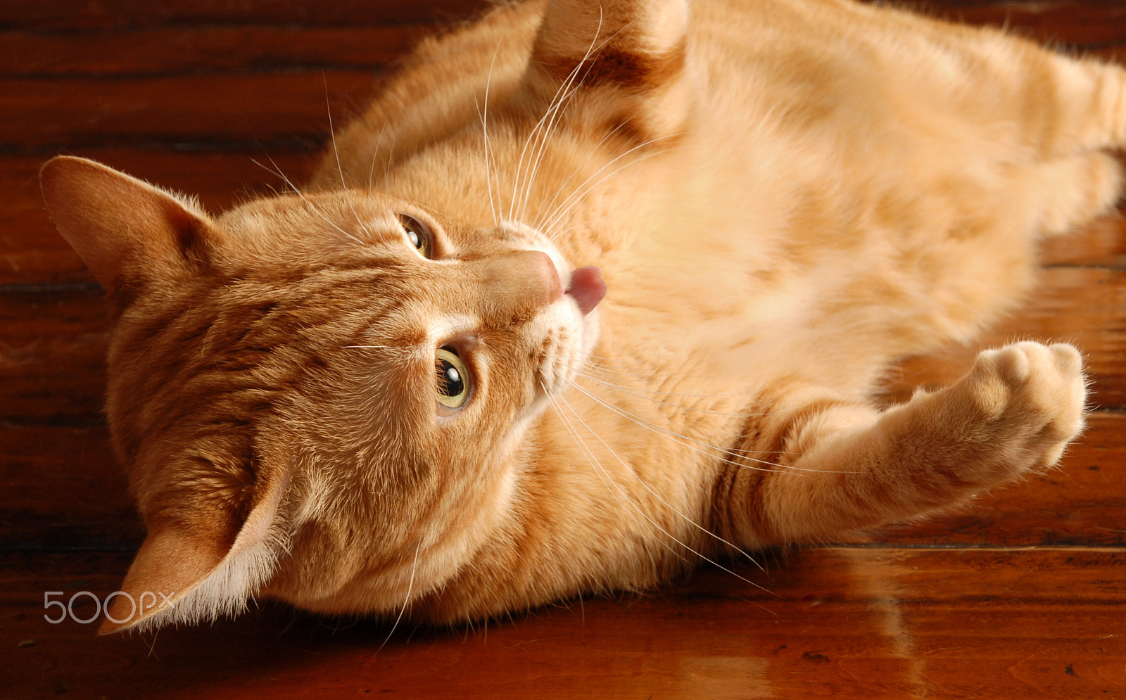 Nikon D200 sample photo. Ginger cat with tongue out photography