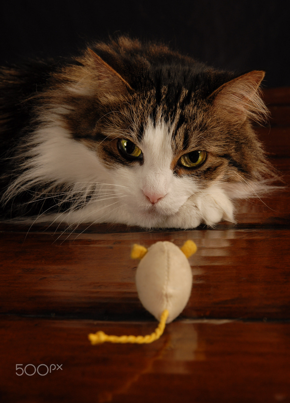 Nikon D200 sample photo. Cat and mouse stare off photography