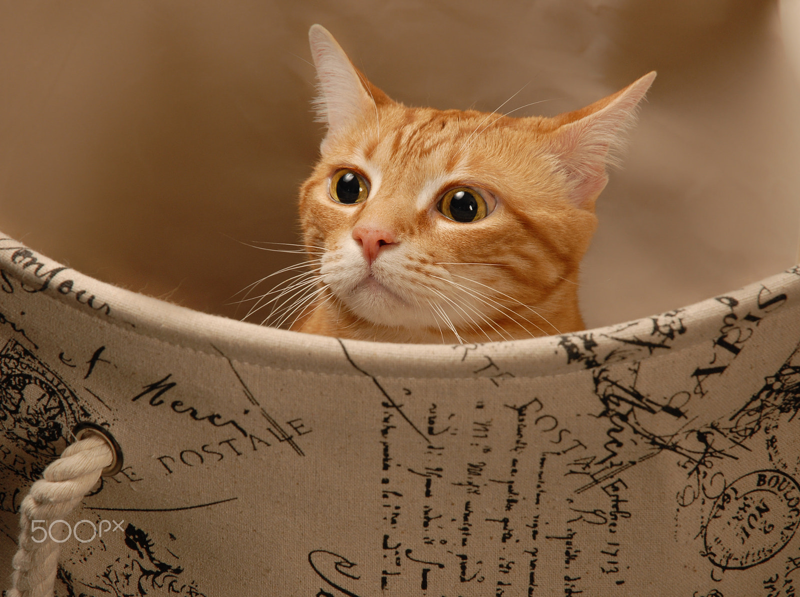 Nikon D200 sample photo. Ginger cat in hamper photography