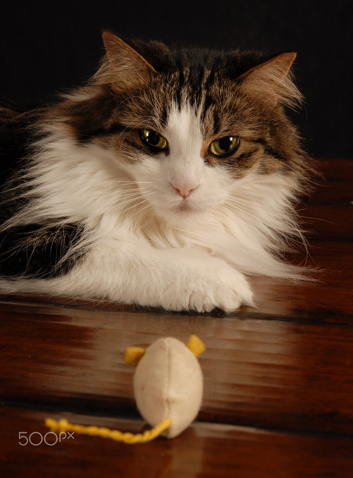 Nikon D200 sample photo. Cat staring at toy mouse photography
