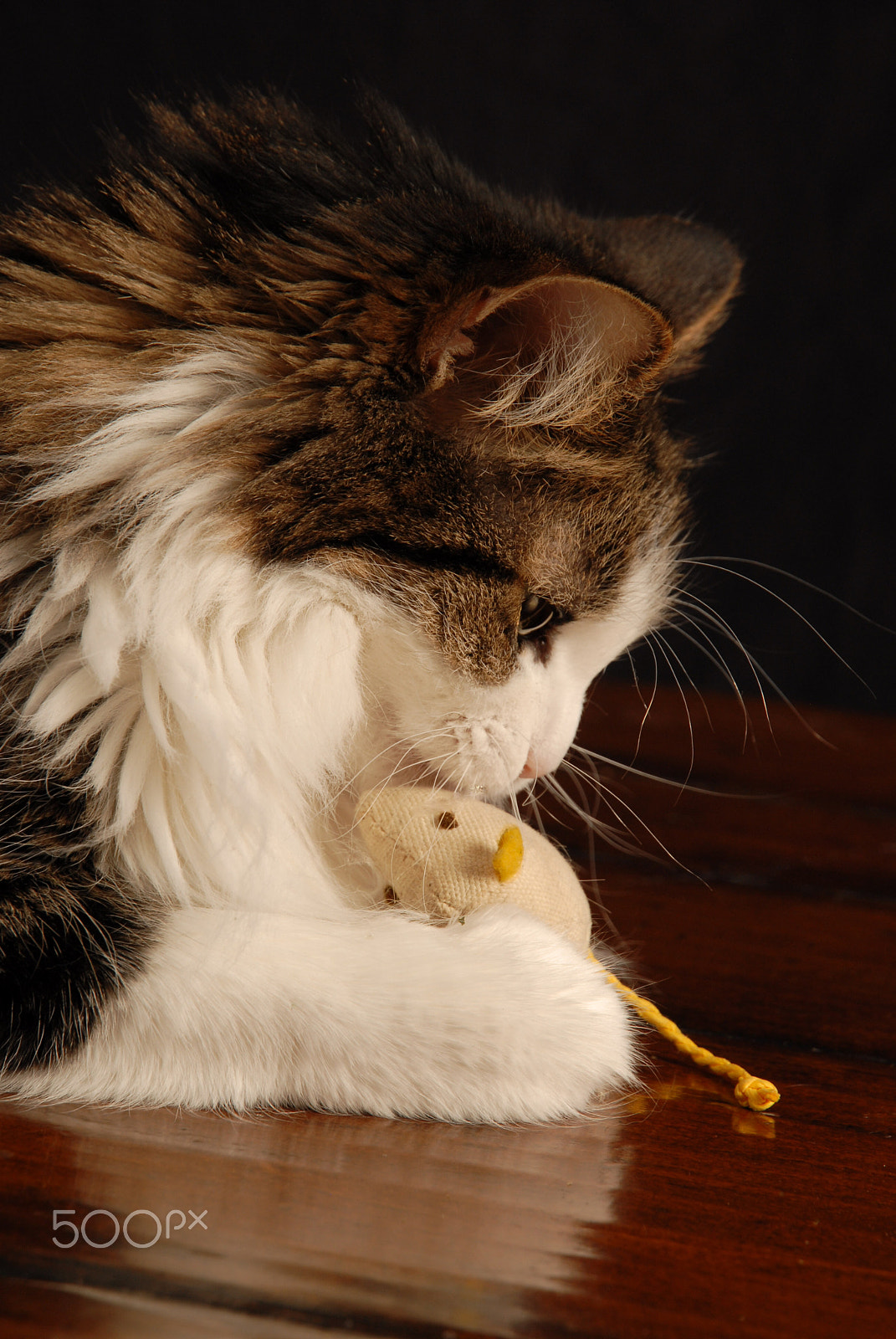 Nikon D200 sample photo. Cat catches mouse photography