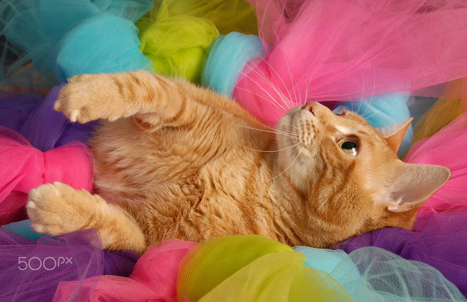 Nikon D200 sample photo. Ginger cat in tutu photography