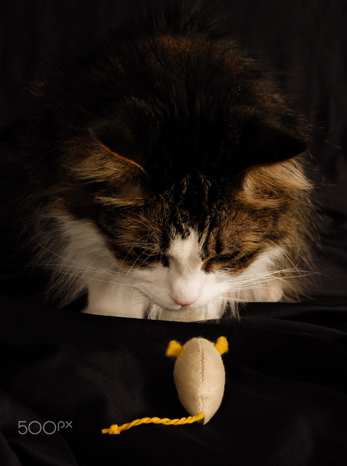 Nikon D200 sample photo. Cat fixated on mouse photography