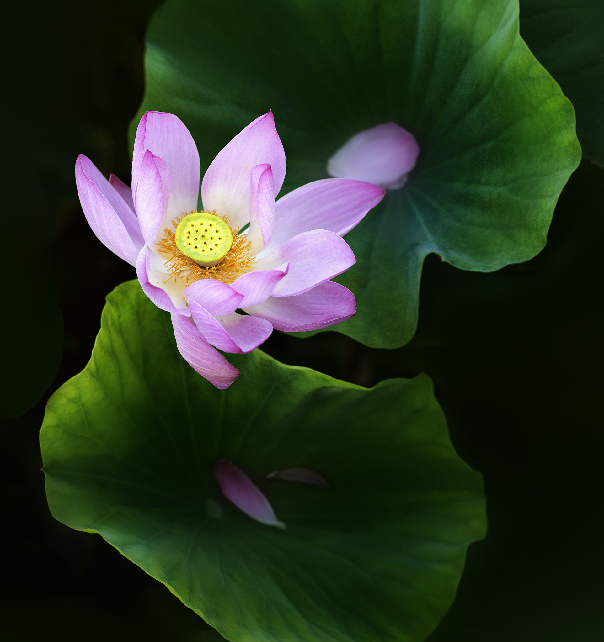Phase One P65+ sample photo. Lotus photography