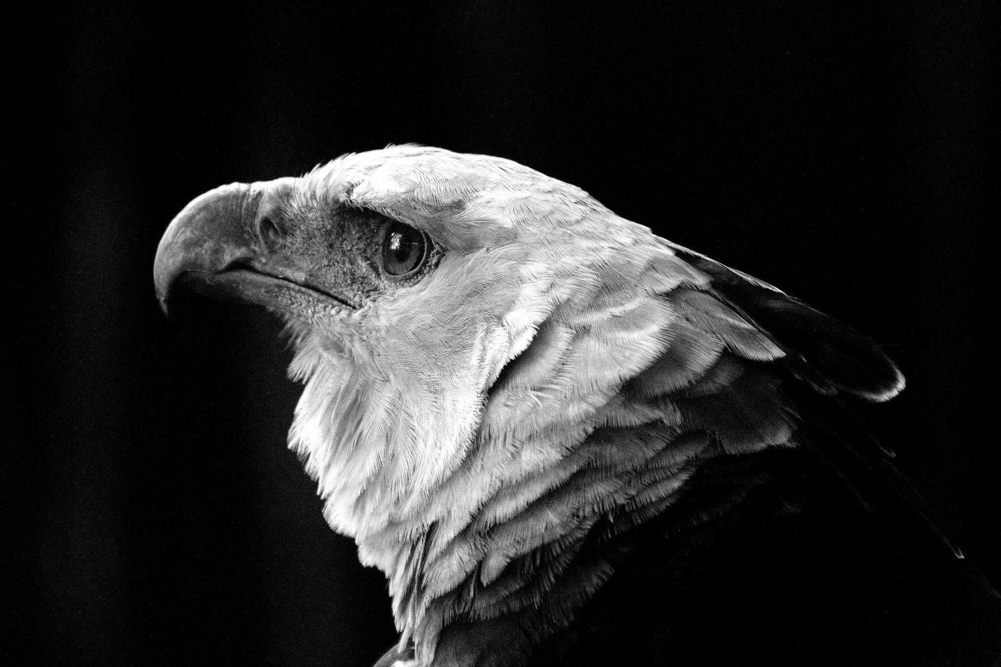 Canon EF 70-300mm F4-5.6 IS USM sample photo. Harpia photography