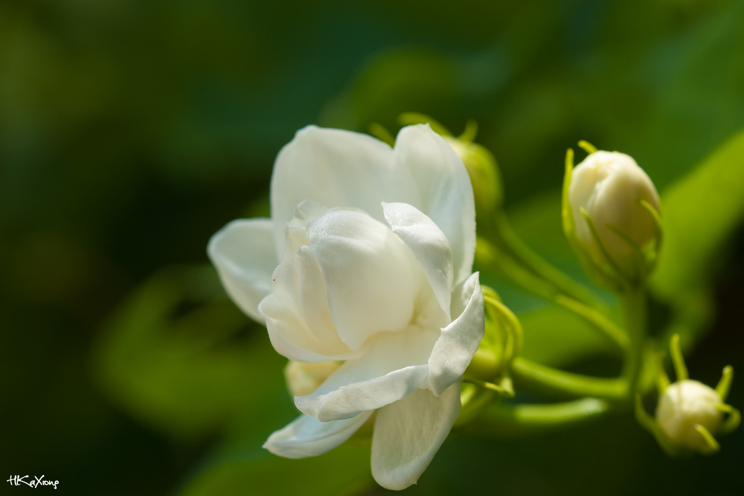 Sigma 150mm f/2.8 EX DG OS HSM APO Macro sample photo. Jasmine 1 photography