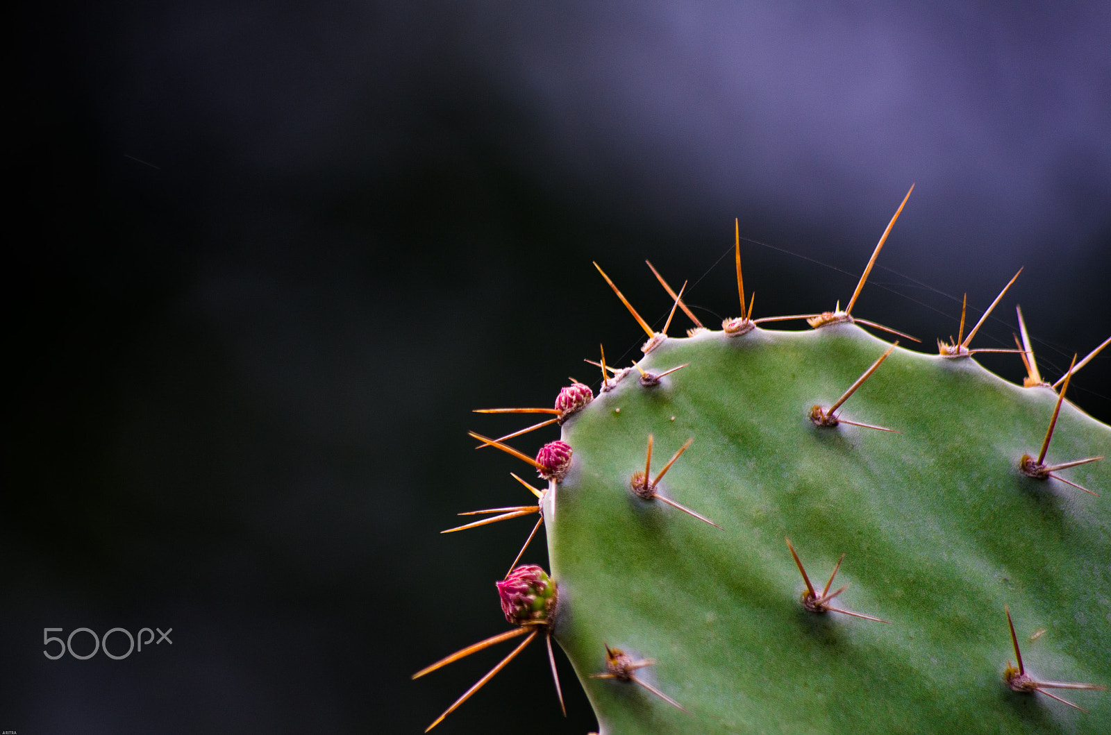 Pentax K-5 IIs sample photo. The spider web photography