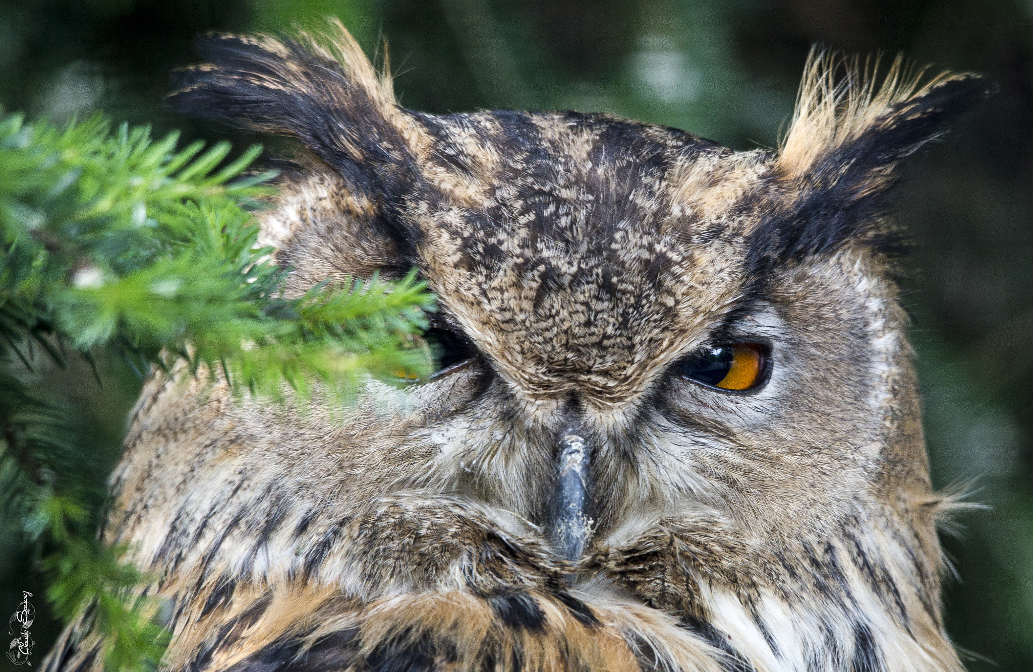 Sigma 120-400mm F4.5-5.6 DG OS HSM sample photo. Owl photography