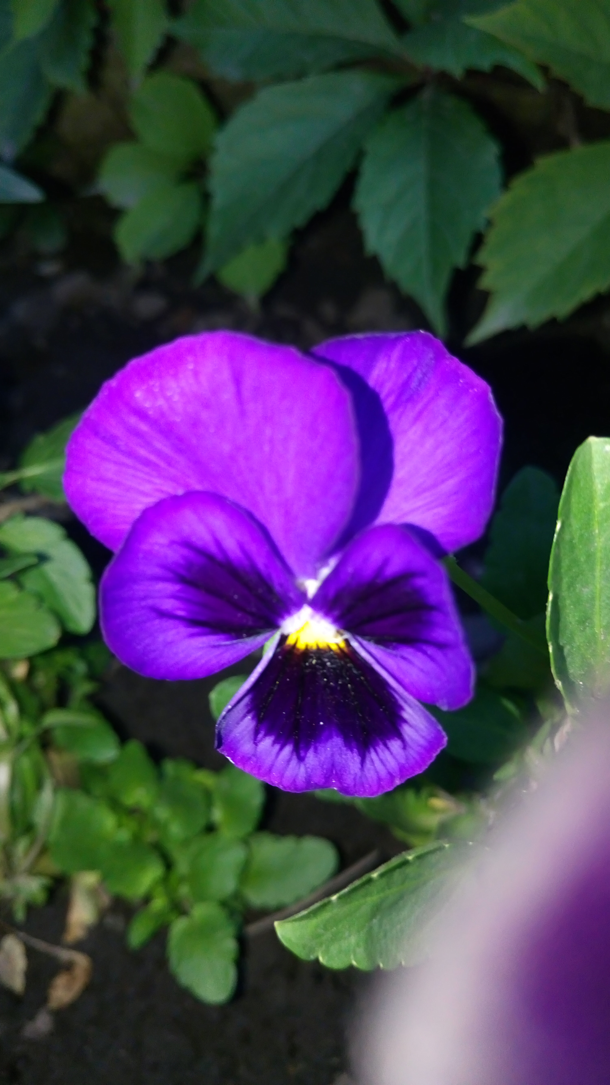 Sony Xperia M5 Dual sample photo