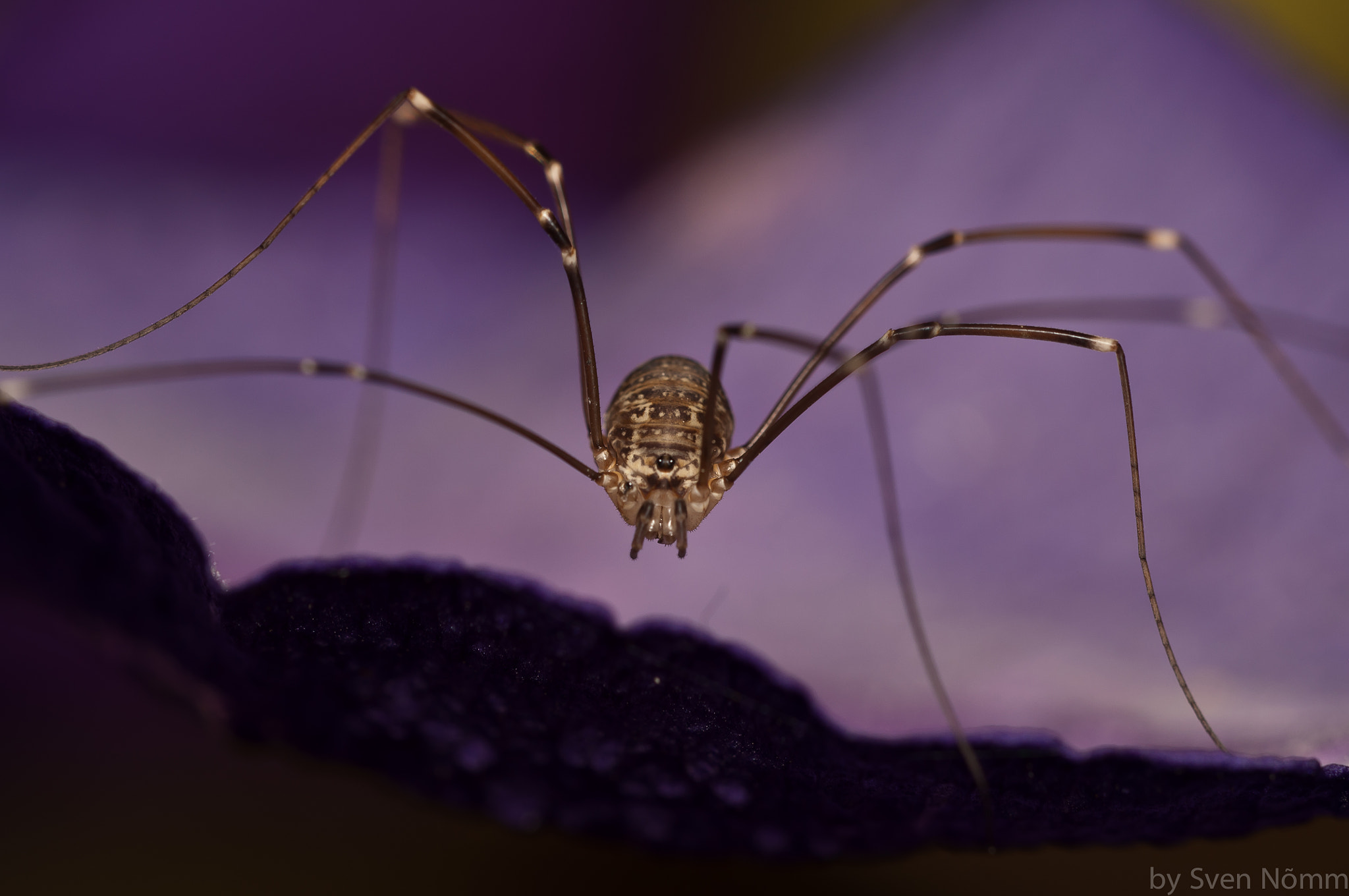Sigma 150mm F2.8 EX DG Macro HSM sample photo. Harvestman photography