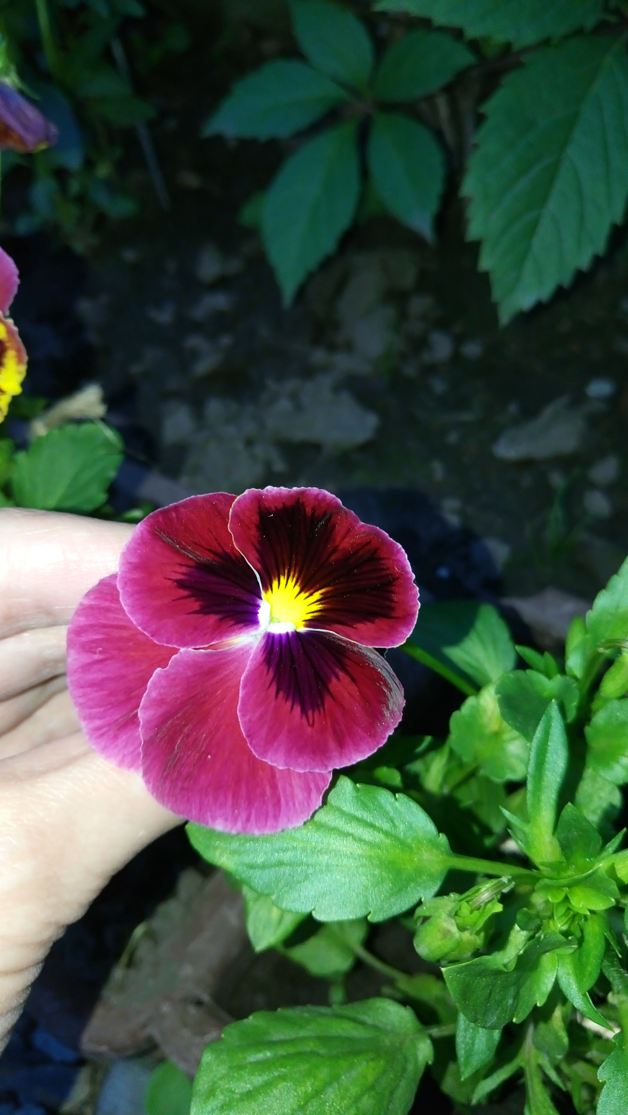 Sony Xperia M5 Dual sample photo
