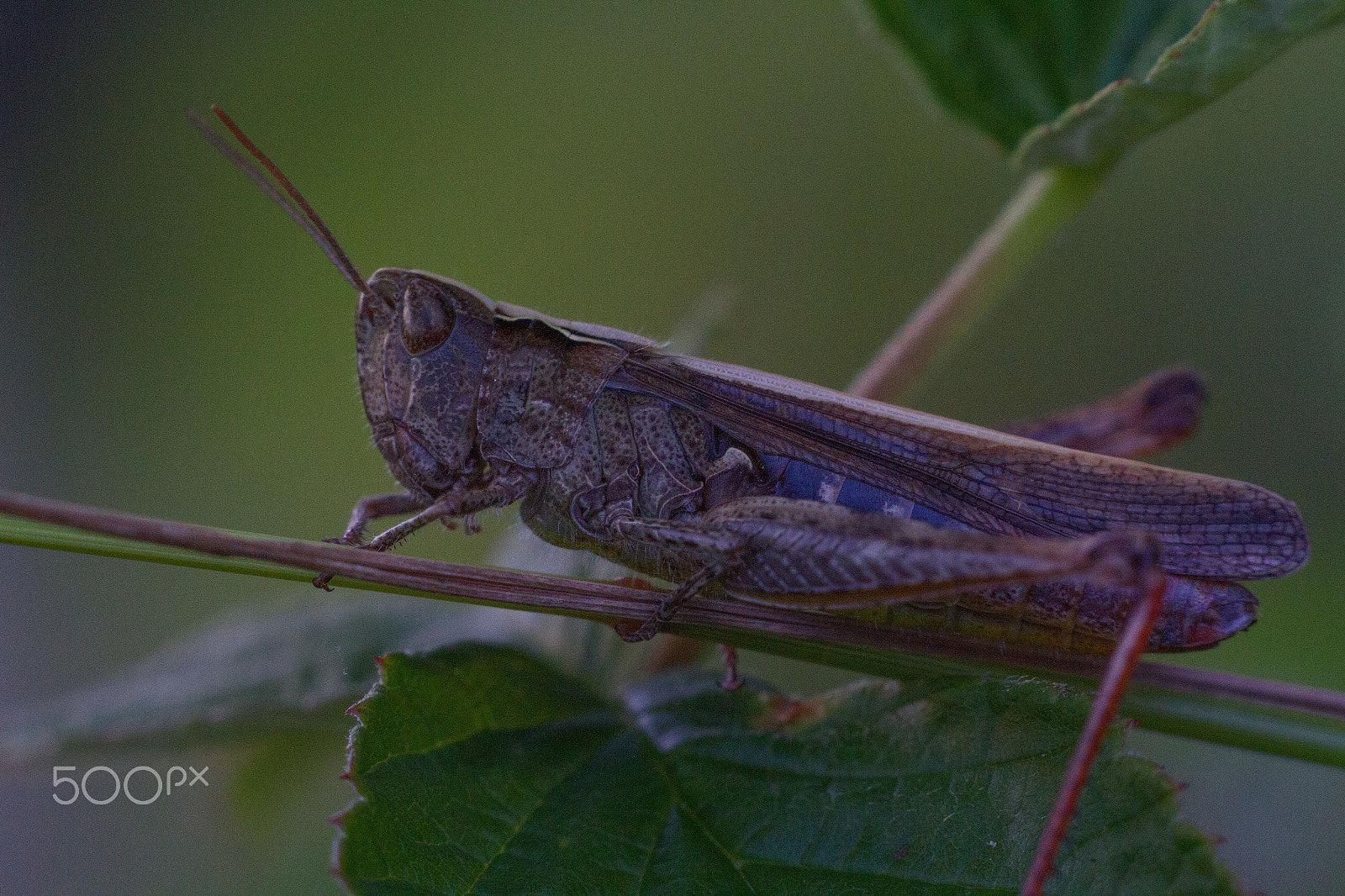 Sigma APO Macro 150mm f/2.8 EX DG HSM sample photo. Grashopper photography