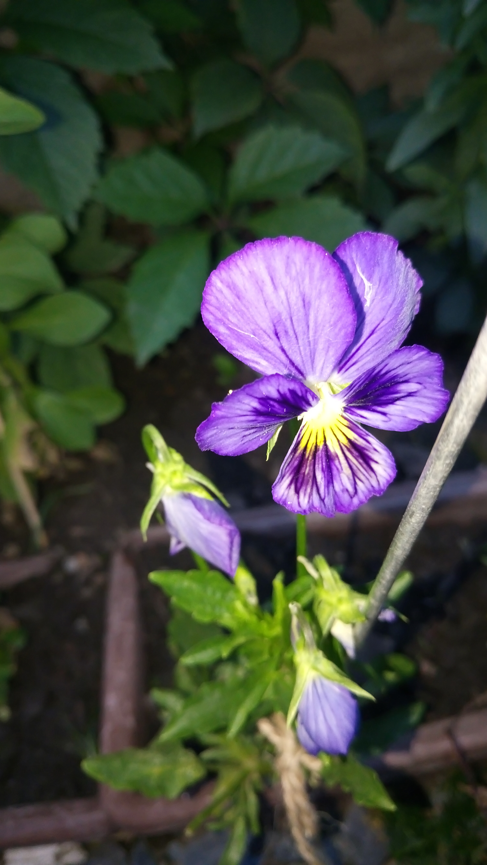 Sony Xperia M5 Dual sample photo