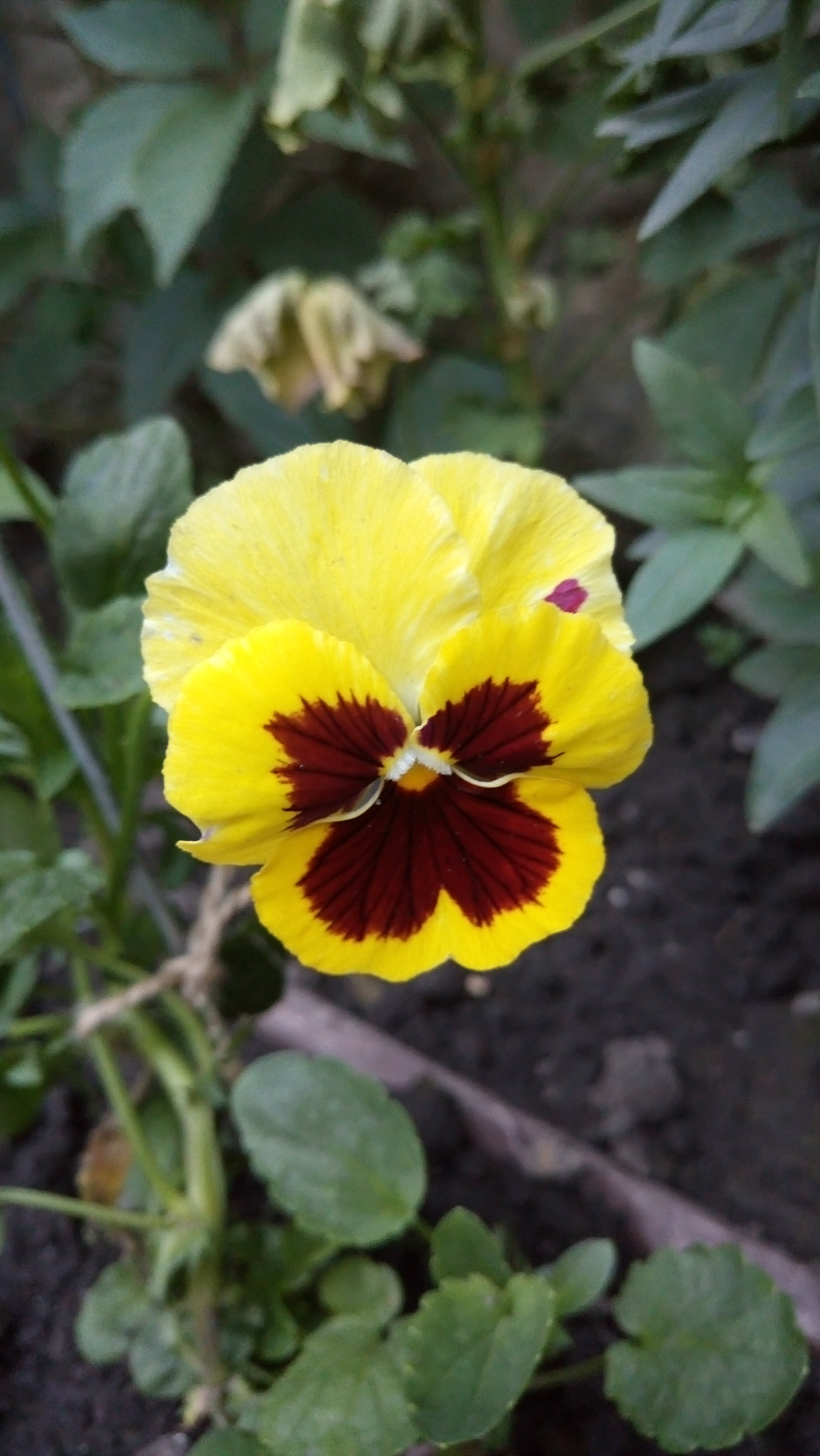 Sony Xperia M5 Dual sample photo