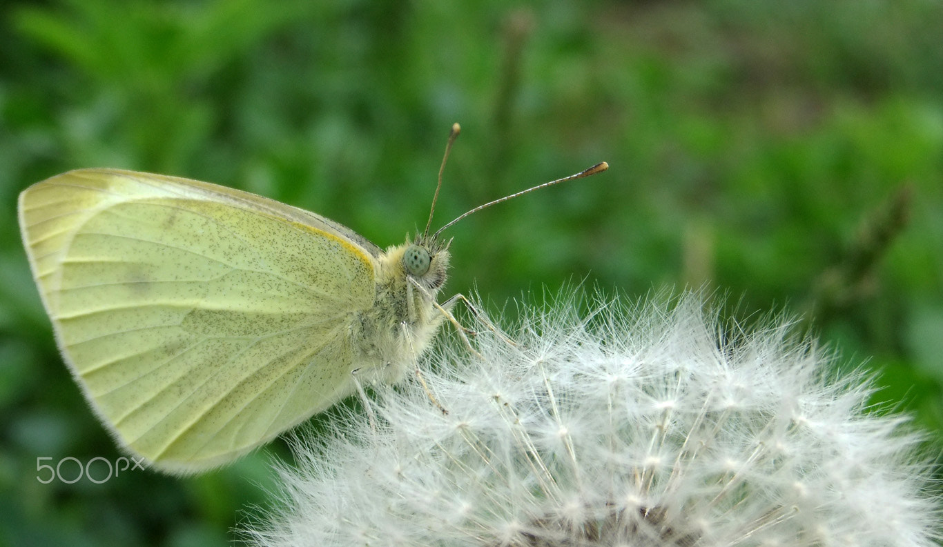 FujiFilm FinePix JZ300 (FinePix JZ305) sample photo. Butterfly photography