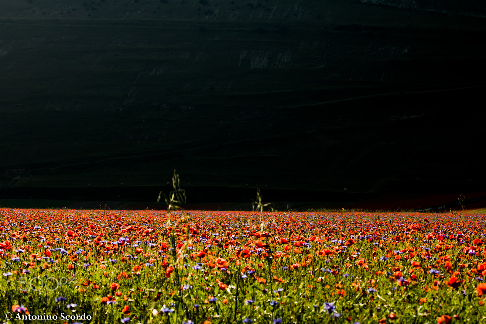 Tamron SP 35mm F1.8 Di VC USD sample photo. Castelluccio di norcia 2016 photography