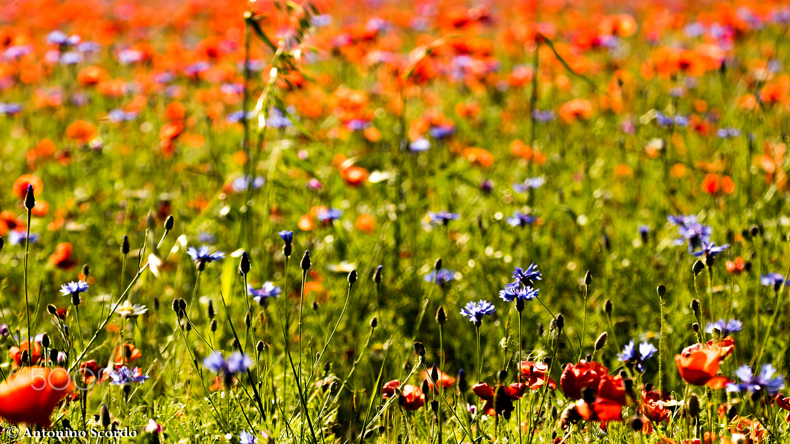 Tamron SP 35mm F1.8 Di VC USD sample photo. Castelluccio di norcia 2016 photography