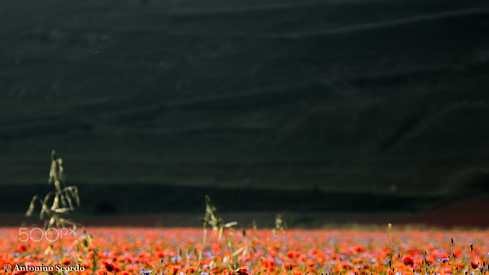 Tamron SP 35mm F1.8 Di VC USD sample photo. Castelluccio di norcia 2016 photography