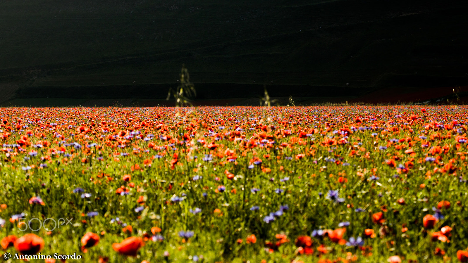 Tamron SP 35mm F1.8 Di VC USD sample photo. Castelluccio di norcia 2016 photography