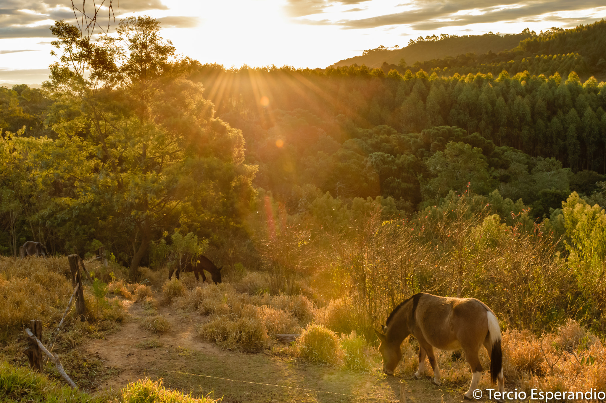 Nikon AF-S Nikkor 24-70mm F2.8G ED sample photo. Horses in monte verde sunset photography