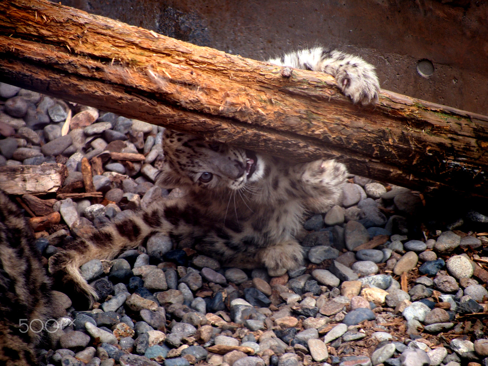 Panasonic Lumix G Vario 45-200mm F4-5.6 OIS sample photo. Snow leopard photography