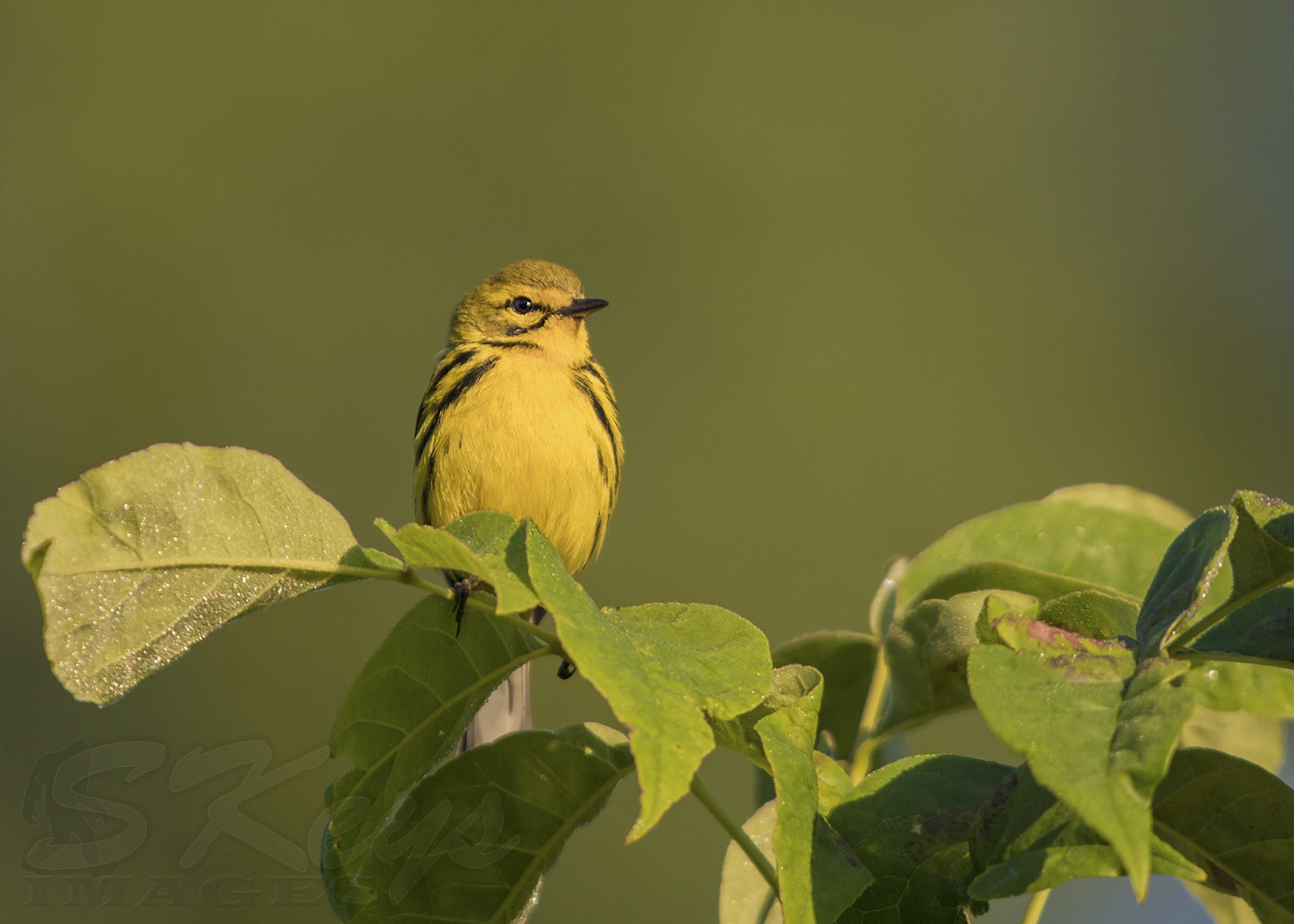 Sigma 500mm F4.5 EX DG HSM sample photo. Vibrant (prairie warbler) photography