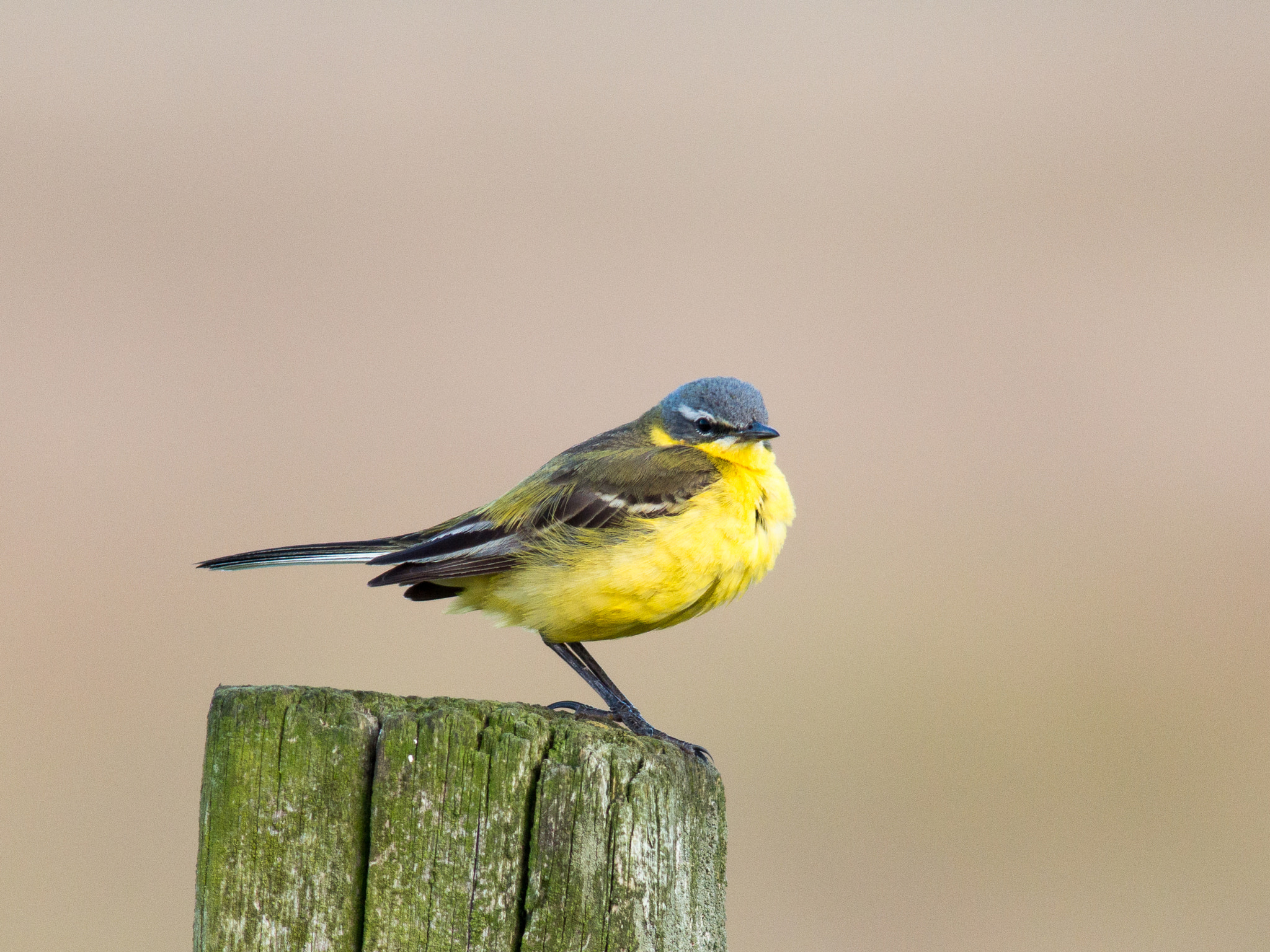 Olympus OM-D E-M1 sample photo. Western yellow wagtail photography