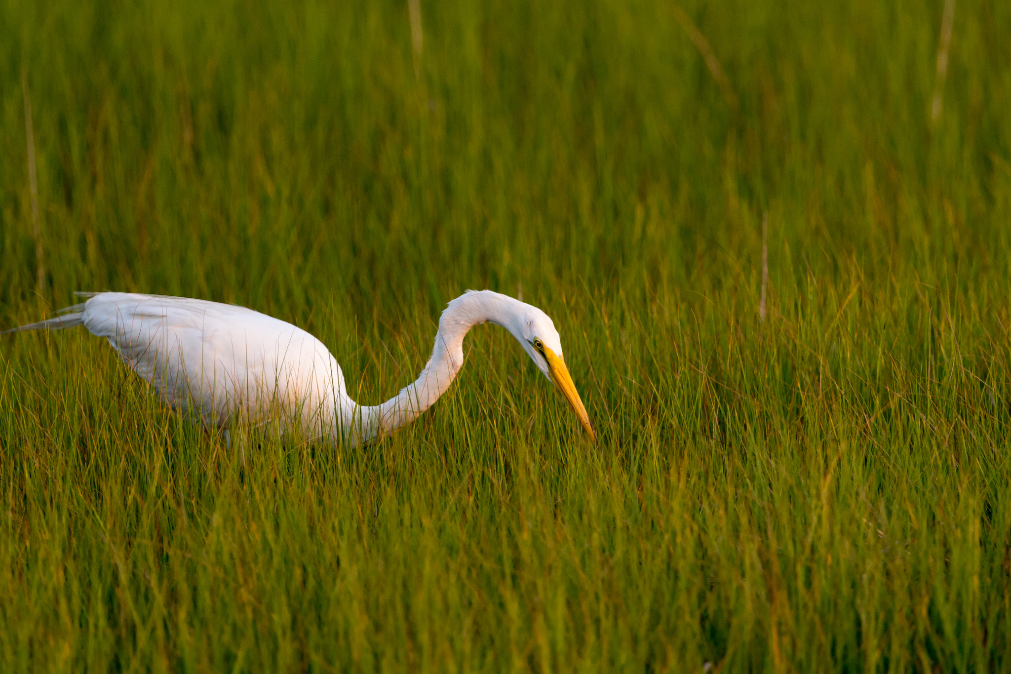 Canon EF 100-400mm F4.5-5.6L IS USM sample photo. Egret at dusk photography