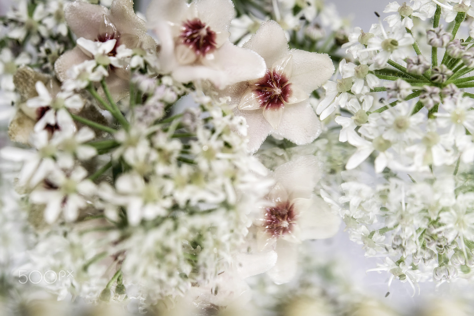 Nikon AF-S Micro-Nikkor 60mm F2.8G ED sample photo. Blumen blümchen- flowers photography