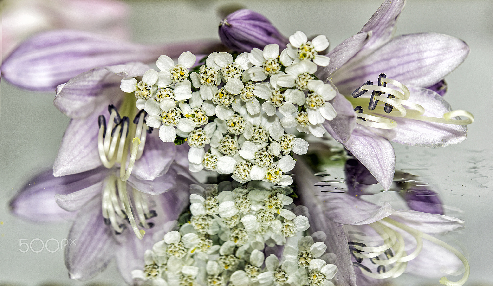 Blumen Blümchen- flowers