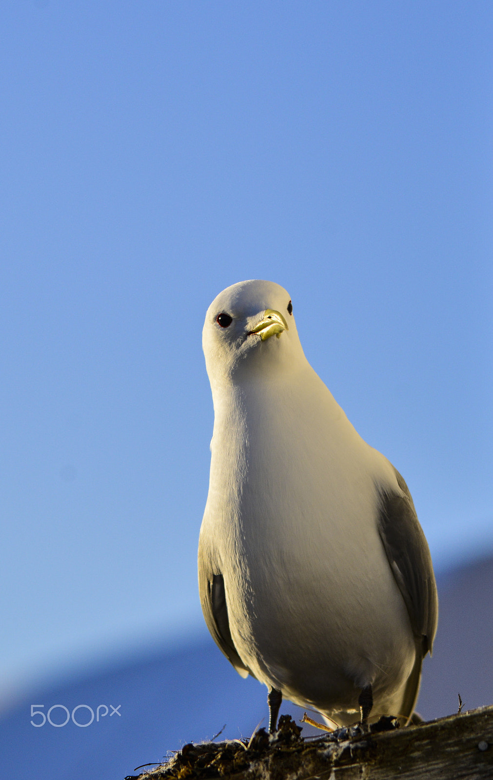 Sigma 150-500mm F5-6.3 DG OS HSM sample photo. Krykkje (rissa tridactyla) photography
